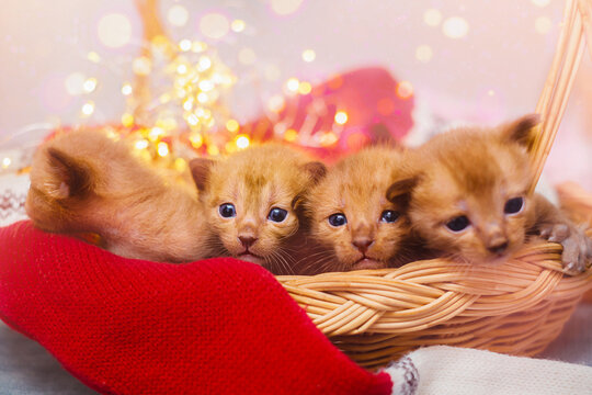Four cute kittens in a basket