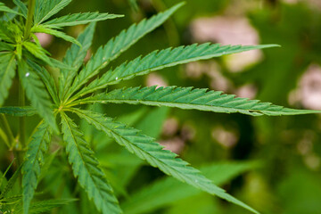 Green leaves of legal medical marijuana. Approved medicinal hemp. Cannabis treatment. Legalize the use of marijuana.