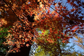 秋のカエデのカラフルな紅葉