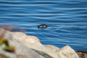 a cute harbour seal swimming near the coast in the blue ocean with its head pop out of the water