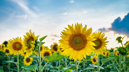 Bright photo of sunflowers in a field at sunset during the harvest season