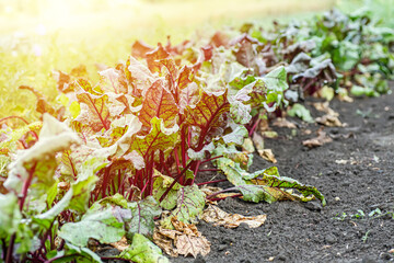 Row of green young beet leaves growth in organic farm.