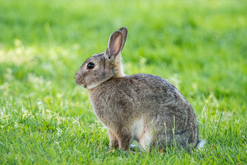 Naklejka na ściany i meble a cute grey rabbit sitting on the green grass field under the shade