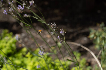 bee on a flower
