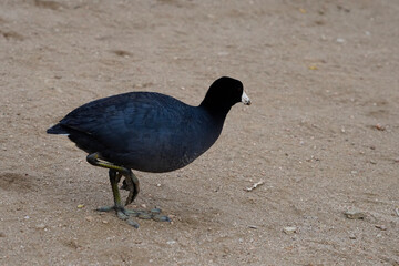 pigeon on the beach