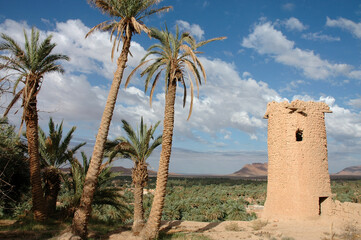 Palm grove of  Figuig in south-eastern Morocco