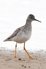 black headed gull