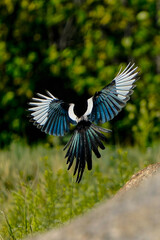 bird in flight
