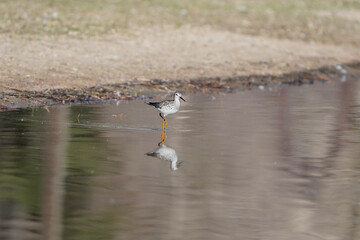 seagulls on the water