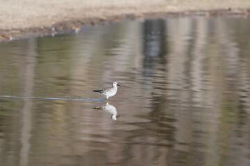 seagull on the water