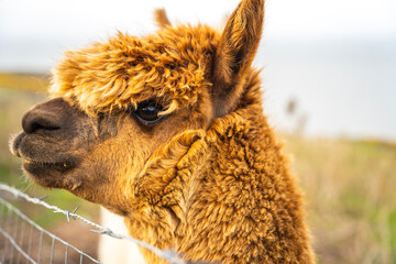 Fototapeta premium close up of a llama
