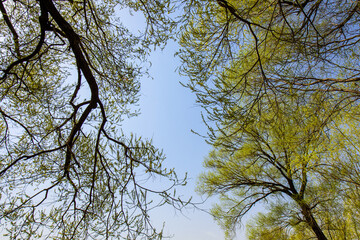The waterfront city horizon in spring and the reflection of newly sprouted willow branches