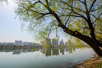 The waterfront city horizon in spring and the reflection of newly sprouted willow branches