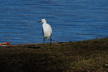 great blue heron