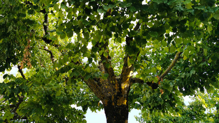 Fototapeta na wymiar Il sole dell’estate tra le foglie degli alberi