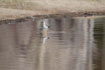 great crested grebe