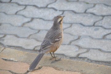 sparrow on the beach