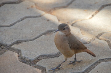 pigeon on the beach