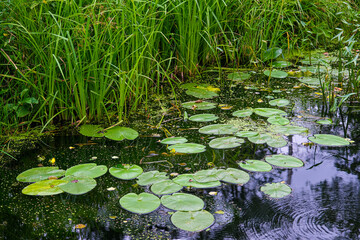 View of water lilies with white flowers in a pond
