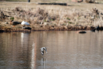 great crested grebe