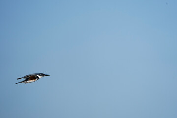 Fototapeta premium seagull in flight