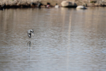 great crested grebe