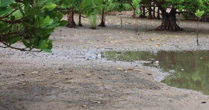 Fiddler crabs (Ocypodidae) characterized by very unequal cheliped sizes in males in intertidal zones feed and dig burrows in the inshore muddy or sandy beach with mangroves in Pak Nai, Hong Kong
