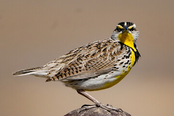 Fototapeta premium sparrow