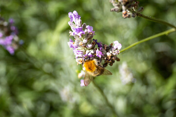 butterfly on flower
