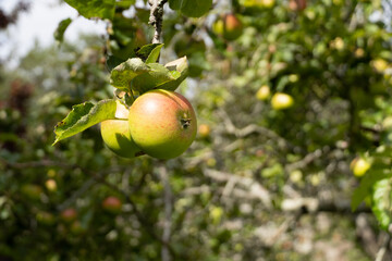 apple on tree