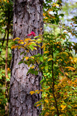 Close Up Of Fall Leaves-5578