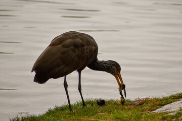 limpkin (Aramus guarauna) feeding in a public park in Buenos Aires