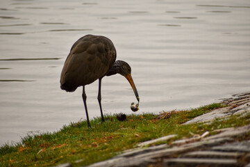limpkin (Aramus guarauna) feeding in a public park in Buenos Aires