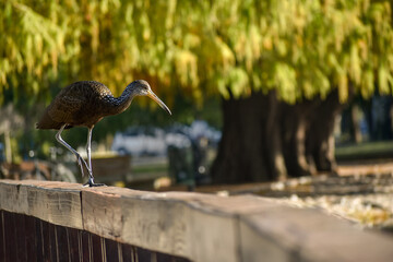 limpkin (Aramus guarauna) in a public park in Buenos Aires