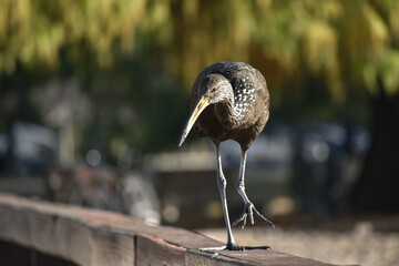 limpkin (Aramus guarauna) in a public park in Buenos Aires