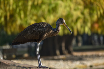 limpkin (Aramus guarauna) in a public park in Buenos Aires