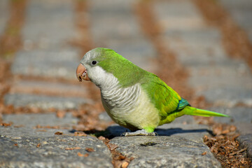 monk parakeet (myiopsitta monachus), feeding on the ground