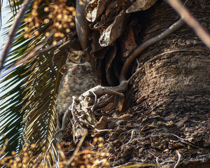 great horned owl (Bubo virginianus) camouflaged in a palm tree