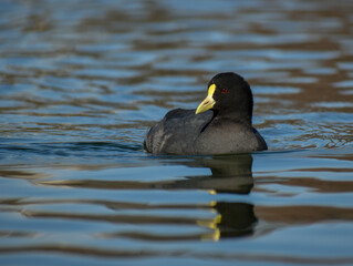 White-winged coot (Fulica leucoptera) on a lake