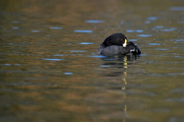 White-winged coot (Fulica leucoptera) on a lake