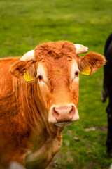 portrait of a cow