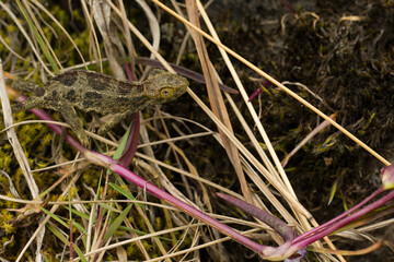 ground chameleon