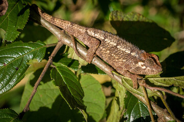 brown chameleon