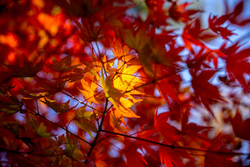 red autumn leaves