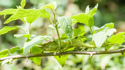 3 horn chameleon © Jef