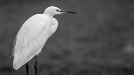crane fishing