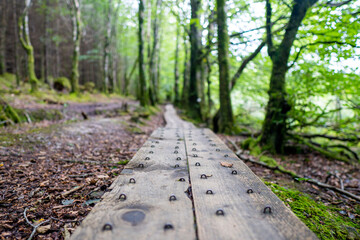 Fototapeta premium path in the forest