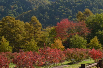 開田高原　ブルーベリーの紅葉と青空と雲