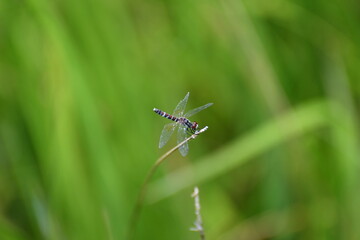 Fototapeta premium 白玉干し草にとまる八丁とんぼ