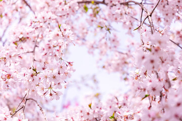 桜のフレーム